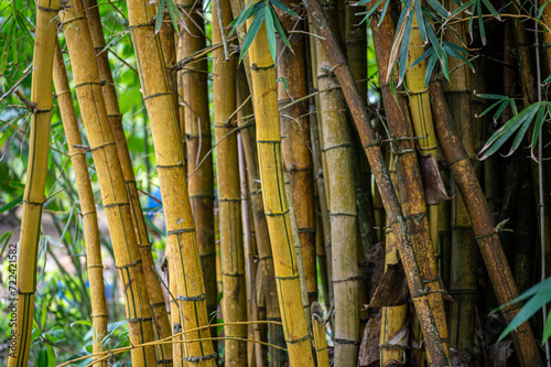 Bamboo ornamental plant  Mauritius  East Africa
