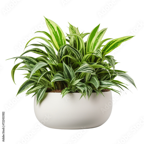 Decorative house plant clip art