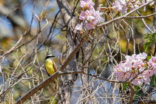 Pitangus sulphuratus, benteveo, ave en el chante jalisco mexico photo