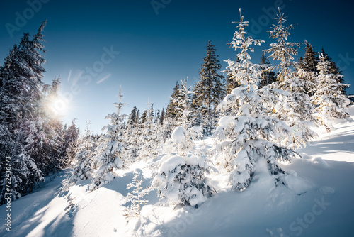 A sunny frosty day and snow-covered fir trees glow in the sun's rays.