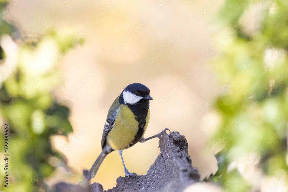 Fototapeta premium Great Tit (Parus major) in my garden, birdgardening.