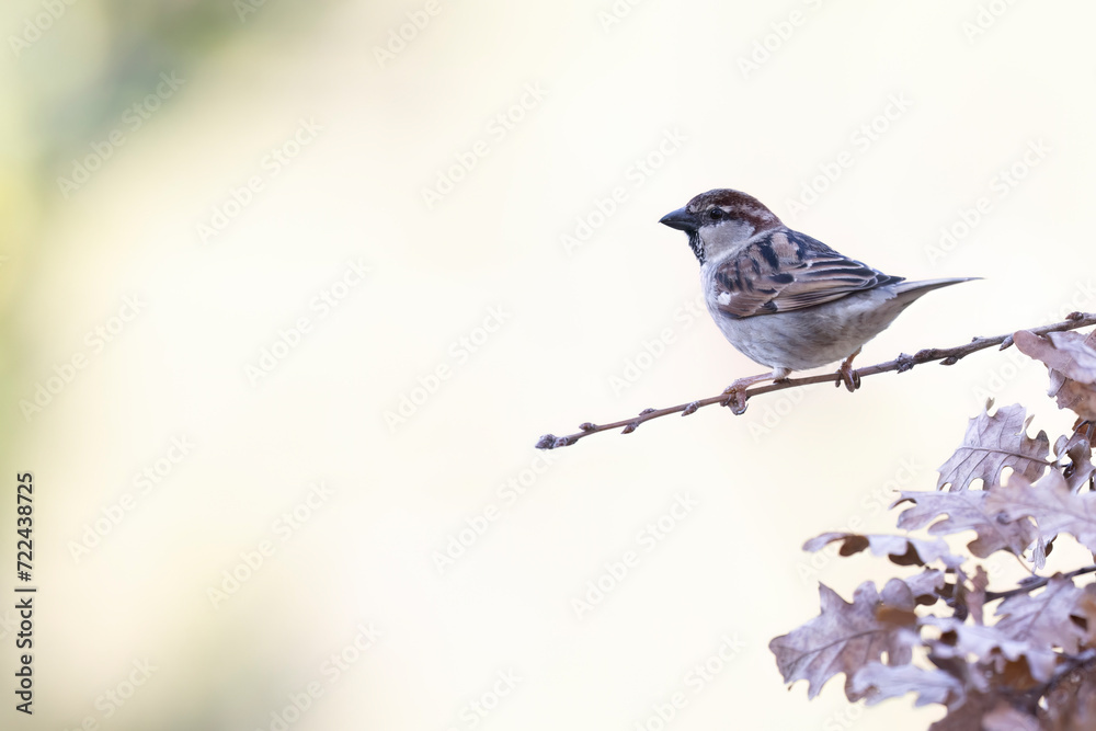 The Italian sparrow (Passer italiae), also known as the cisalpine sparrow, is a passerine bird, typical bird of the Italian avifauna The Italian sparrow (Passer italiae), also known as the cisalpine sparrow, is a passerine bird, typical bird of the Italian avifauna
