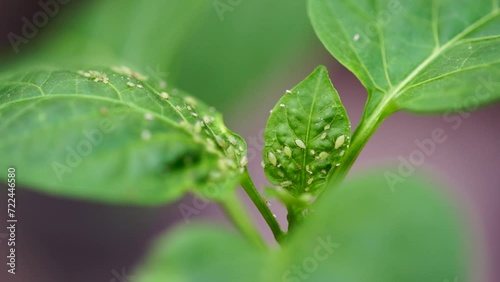 Crop Pest Control. Aphids Eat a Young Green Leaf. Crop Protection in Orchards