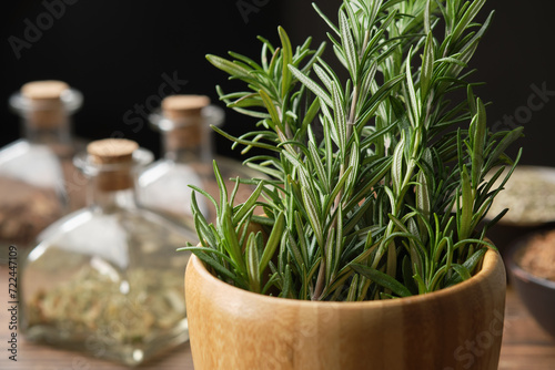 Mortar of fresh rosemary medicinal herbs. Bottles of dry herbs for preparing healing infusions, bowls of medicinal plants on background. Alternative herbal medicine and healthy food.