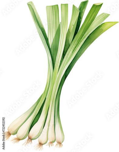 Watercolor PNG Illustration of a Green Onion