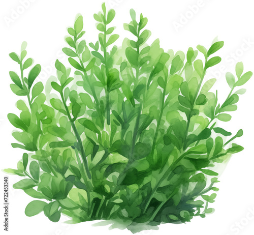 Watercolor PNG Illustration of a Tree Plant Bush (ID: 722453340)