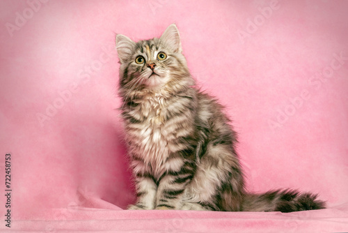 A cute sibirian forest longhair cat kitten in front of a colorful studio background photo
