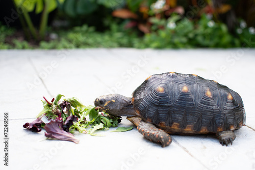 Juvenile red footed tortoise eating greens. Chelonoidis carbonarius photo