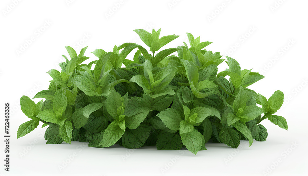 green mint herb isolated on white background green mint herb isolated on white background
