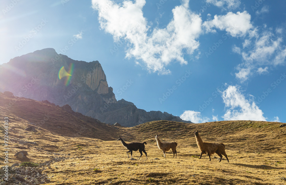Llama Llama