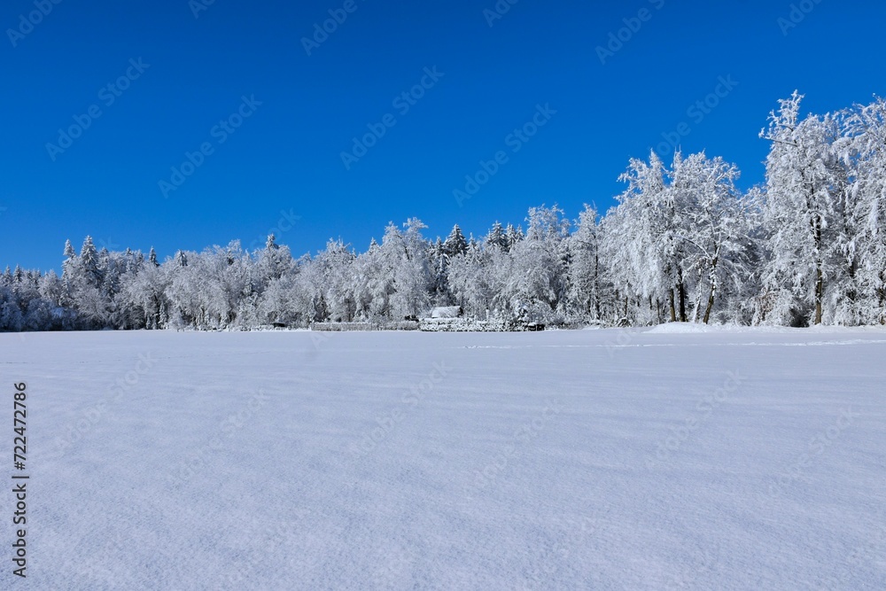 Snow covered field and forest at the edge on a sunny dany Snow covered field and forest at the edge on a sunny dany