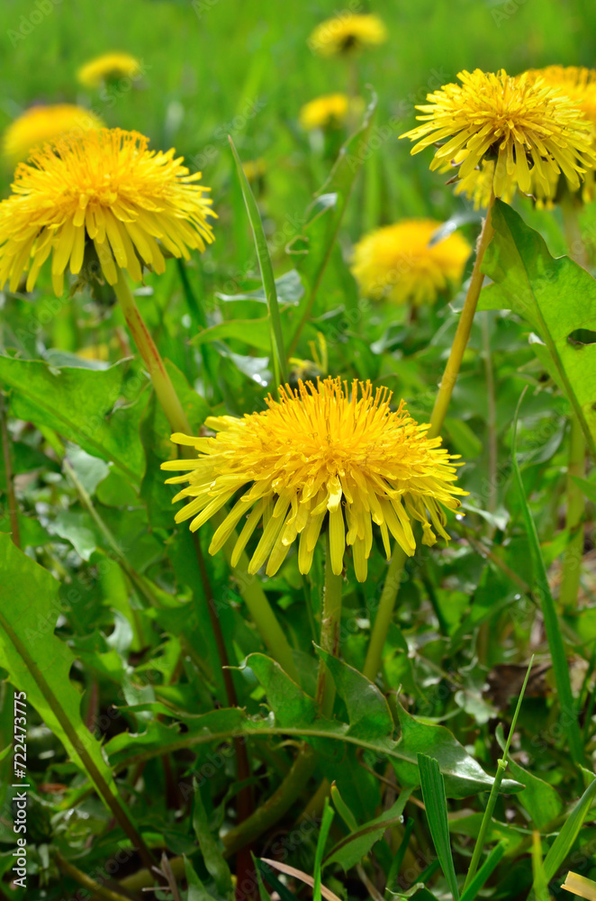 Yellow flowers dandelions among green grass on a lawn Yellow flowers dandelions among green grass on a lawn