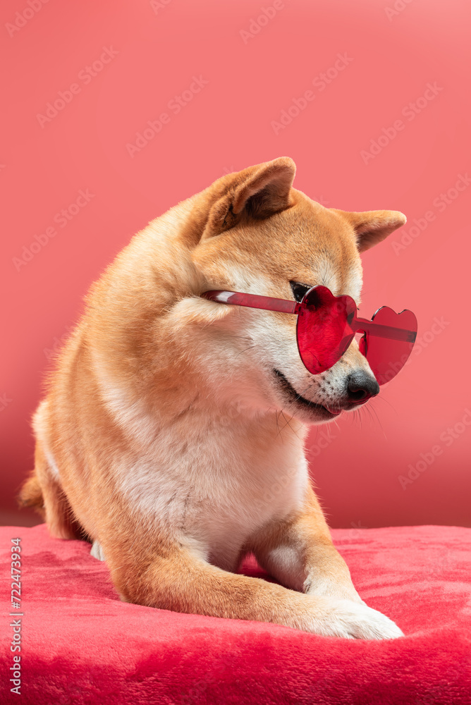 Shiba inu dog with heart shaped sunglasses in it's nose is lying on a soft red plaid. Valentine's day greeting card concept. Shiba inu dog with heart shaped sunglasses in it's nose is lying on a soft red plaid. Valentine's day greeting card concept.