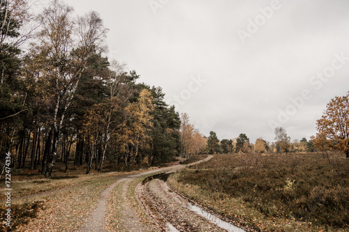 Ein Weg, Birken und Nadelbäume im Herbst in einem Moor