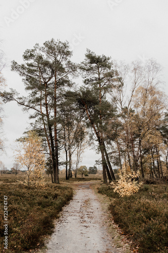 Ein Weg, Birken und Nadelbäume im Herbst in einem Moor