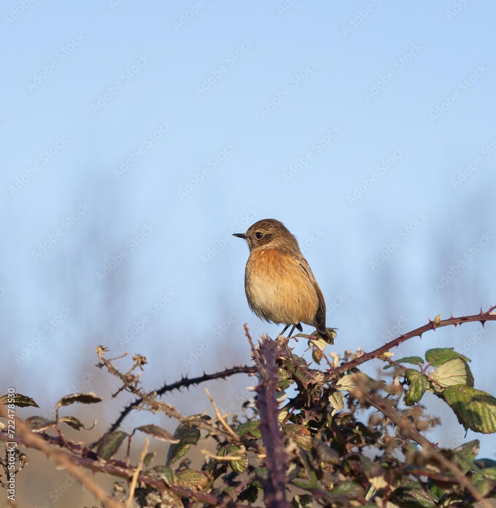 Obraz premium european stonechat bird on a branch 