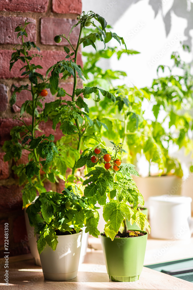 Urban gardening concept: pots on a sunny balcony with tomato. Apartment plants. Sustainable lifestyle, eco-friendly habits, fresh food for summer vitamin salad. Leisure and hobby