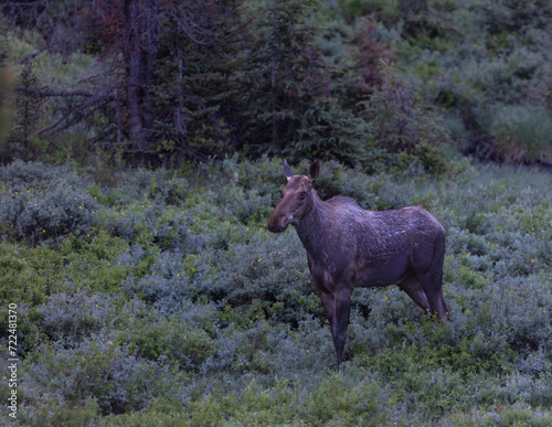 Majestic  Moose side pose in the early morning light.
Canada , Alberta , Banff, Canmore. Alaska 