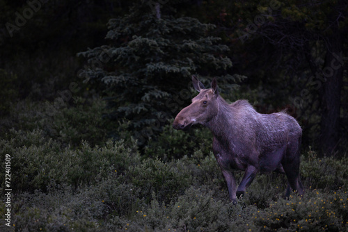 Majestic  Moose side pose in the early morning light.
Canada , Alberta , Banff, Canmore. Alaska 
