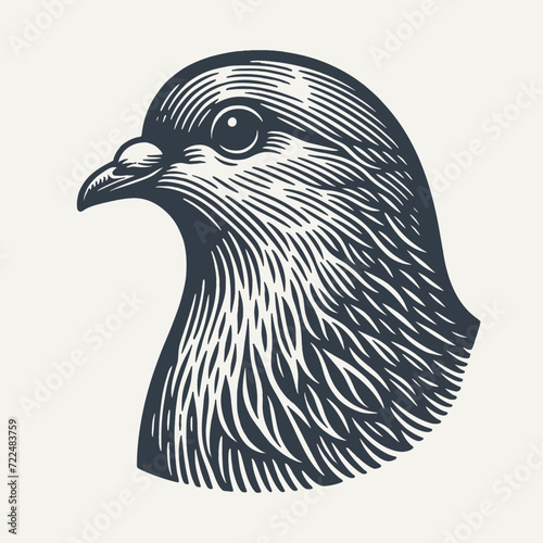 Pigeon Head. Vintage woodcut engraving style vector illustration. photo