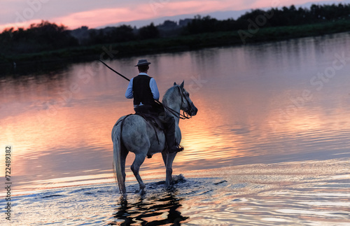 Camargue Cowboy, riding on beautiful Camargue white horses, southern France. © Vaceslav Romanov