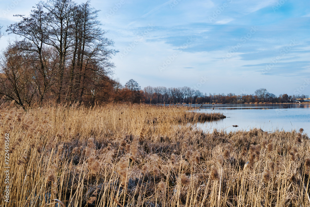 reeds in the water reeds in the water