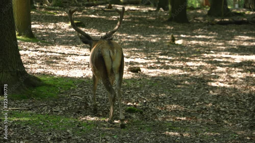 Red deer buck walking from behind Red deer buck walking from behind