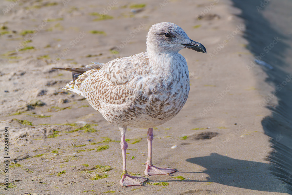 stretching seagull on the shore Close up view of white bird seagulls walking by the beach against natural background. A seagull staring at the camera. stretching seagull on the shore Close up view of white bird seagulls walking by the beach against natural background. A seagull staring at the camera.