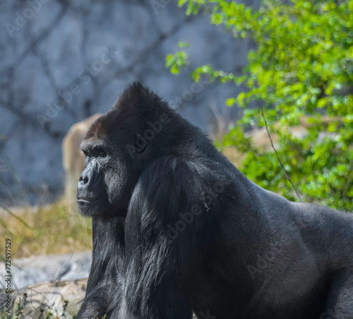 An isolated and lonely silverback gorilla © shams Faraz Amir