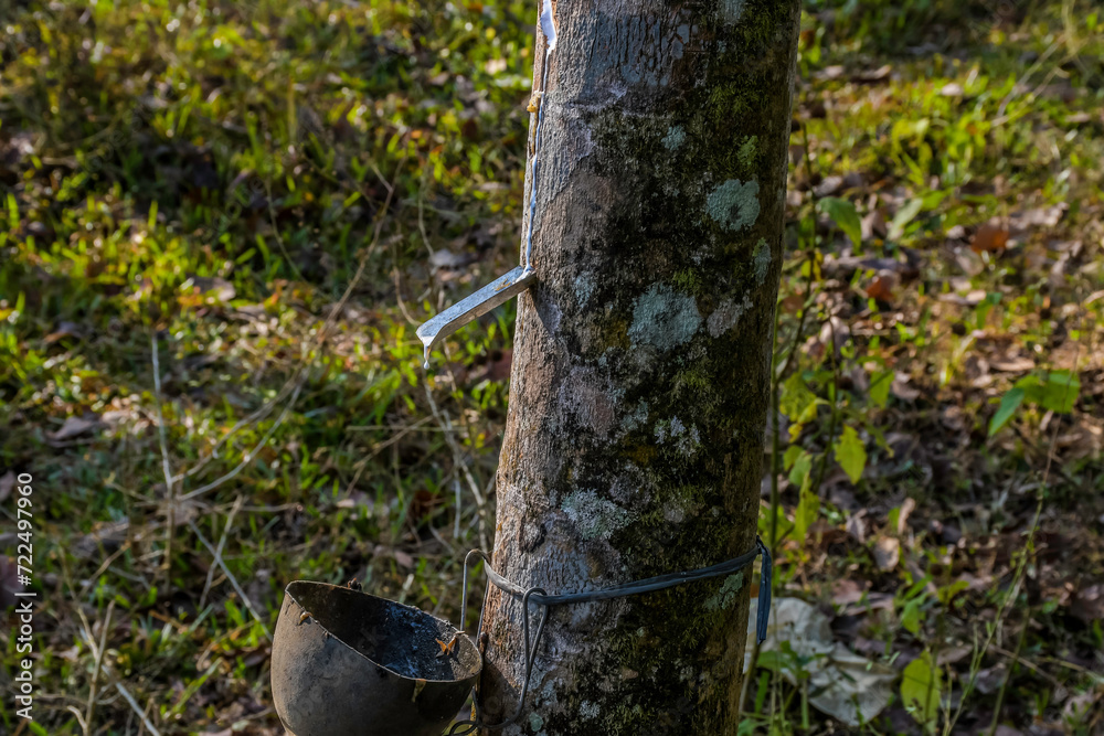 Fototapeta premium Rubber elastic latex extracted from Rubber tree Kerala