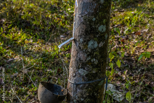 Rubber elastic latex extracted from Rubber tree Kerala