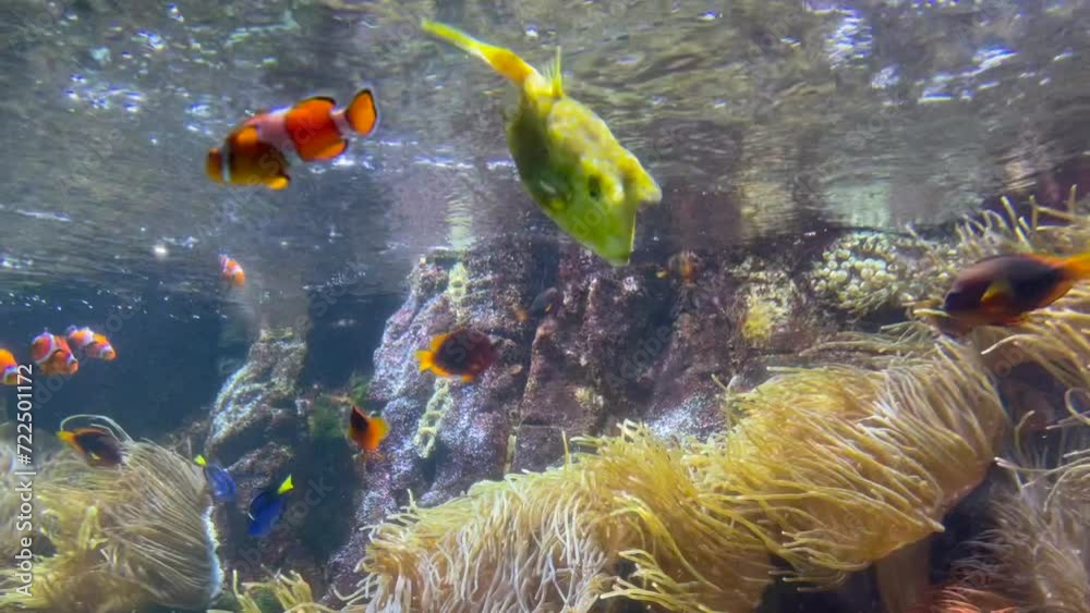 poisson vache, et poisson clown