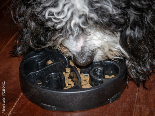 Close-up of a Bernedoodle puppy eating dog food from a black slow feeder. photo