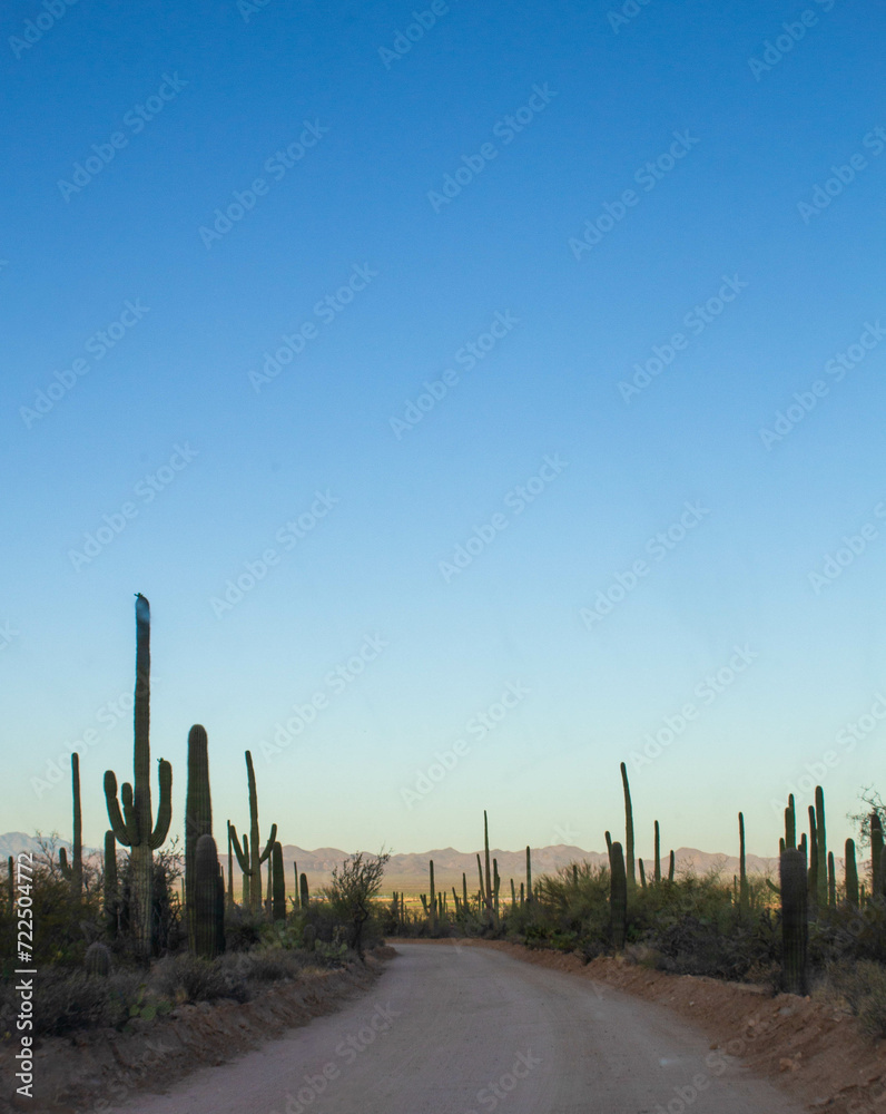 Saguaro National Park, Tucson Arizona, Cactus, Flower, Desert, Landscape