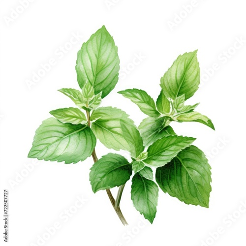 Watercolor-Style mint leaves Illustration with White Background