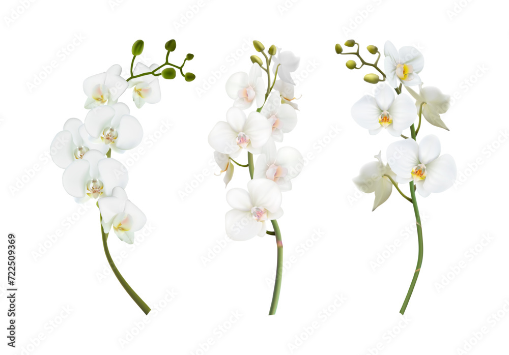 Obraz premium 3d realistic vector illustration. Set of beautiful white orchid stems. Isolated on white background.