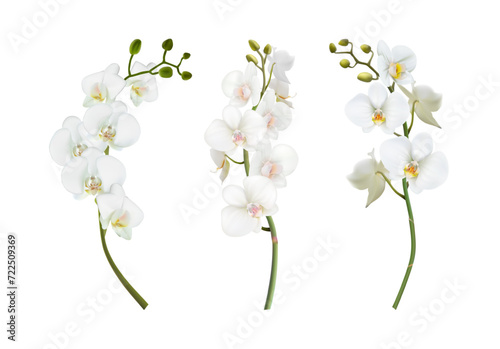 3d realistic vector illustration. Set of beautiful white orchid stems. Isolated on white background. photo