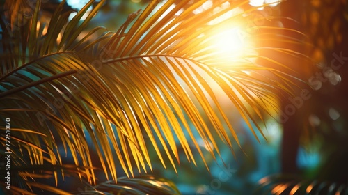 Sunlit Tropical Palm Leaves in Golden Hour