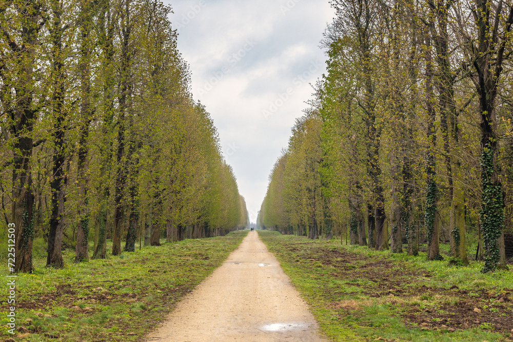 Alley of trees in The Eszterhaza castle park in Fertod, Hungary, Europe.