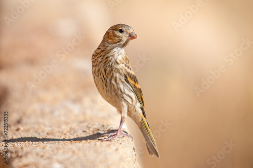 European Serin (Serinus serinus) standing on concrete floor.