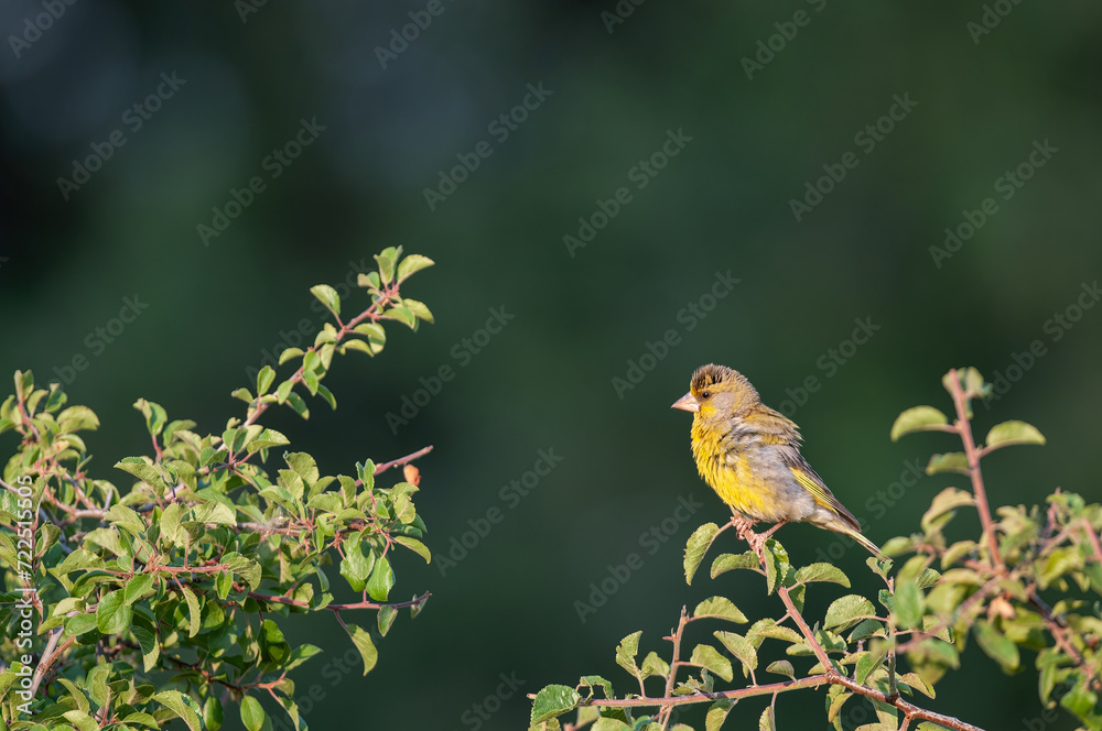 European Greenfinch (Chloris chloris) on a branch with green leaves. Green background. European Greenfinch (Chloris chloris) on a branch with green leaves. Green background.