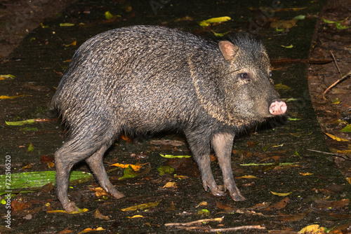The collared peccary at tropical forest, Costa Rica, Central America photo