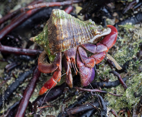 Caribbean hermit crab running on palm tree roots  Costa Rica
