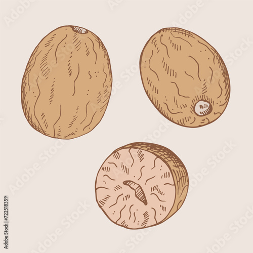 Nutmeg sketch engraved hand drawn vector illustration piquant nuts  isolated background. Drawing Mace plant spicy nut ingredient design for cooking, medicine perfumery for logo label, print paper card