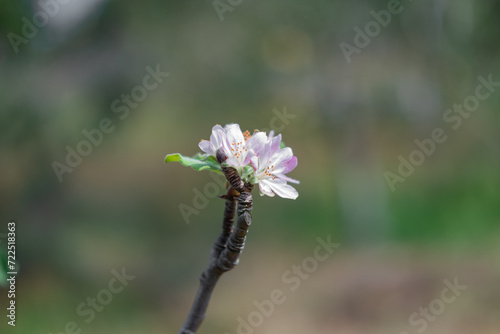 Beautiful blooming apple flowers. Selective focus with blurry background.