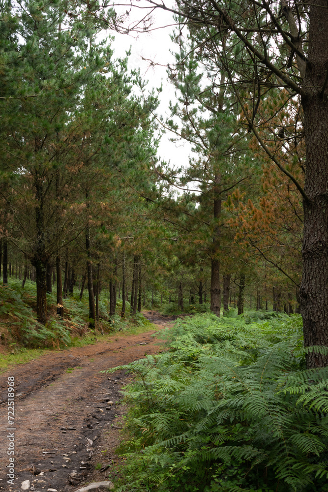 Winding road through the forest in Galicia Winding road through the forest in Galicia