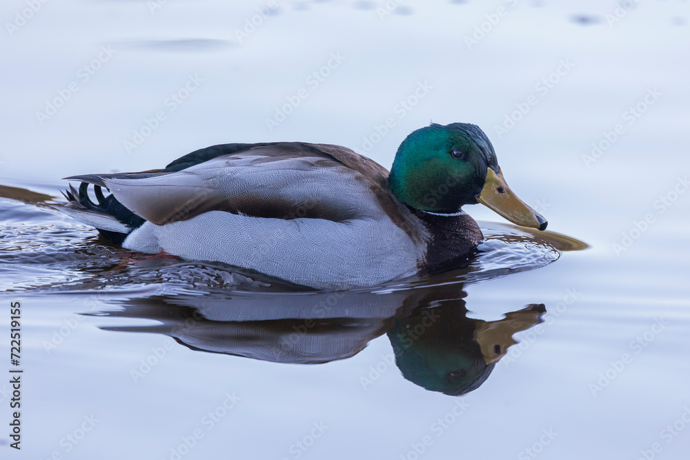 Obraz premium germano reale