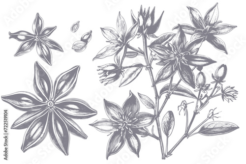 Star anise pods and plant hand drawn illustration or botanical sketch, vector ink pen drawing. Star anise spice or herb seasoning, plant and dried seed pods in hand drawn sketch photo