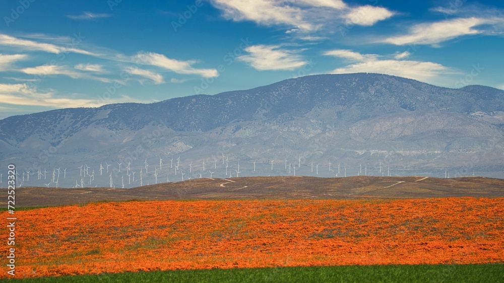 Poppy Field in California, during the Super Bloom in Spring 2023