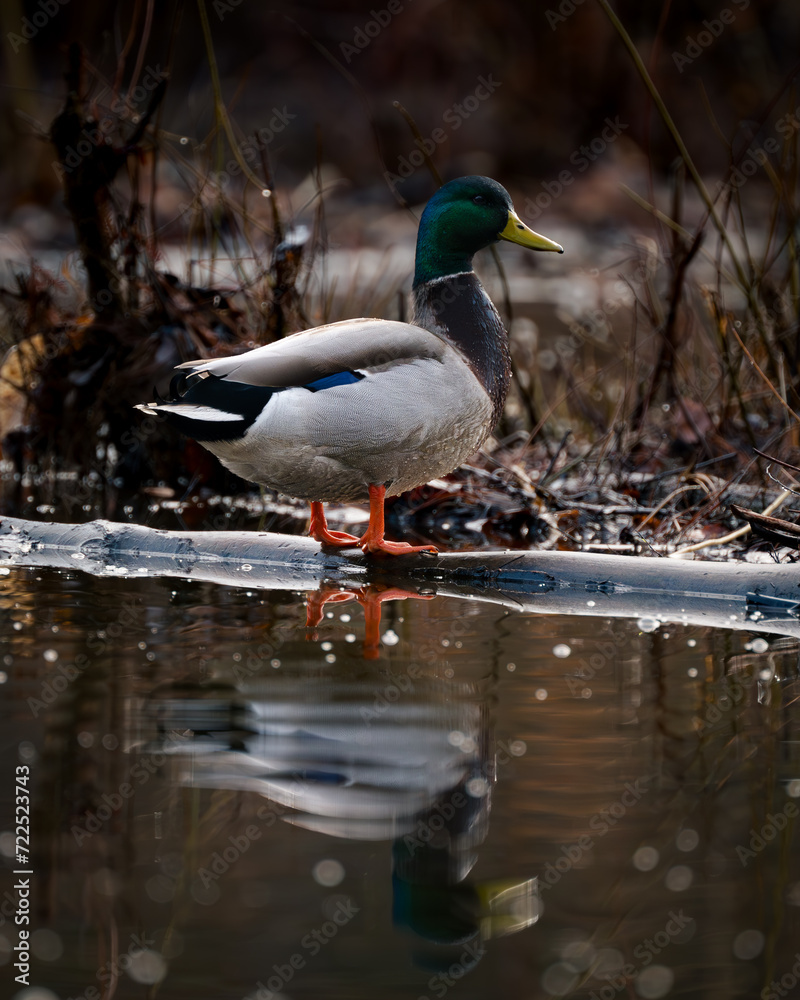 Fototapeta premium Mallard on a cloudy day
